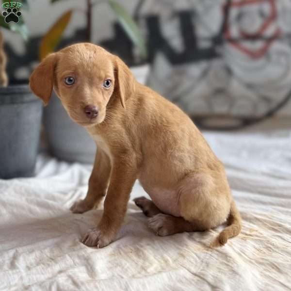 Hannah, Yellow Labrador Retriever Puppy